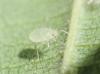 Myzocallis coryli